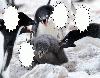 penguin-11.jpg