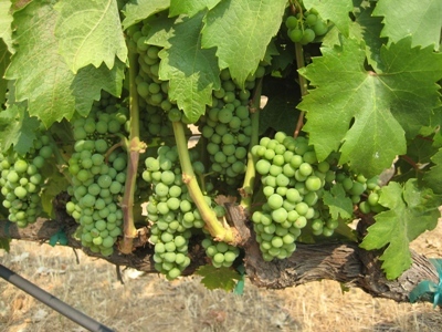 20080628 PAPAPIRTRO  grapes.jpg